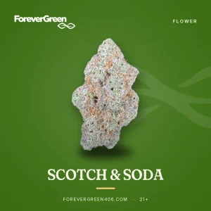 Scotch and Soda cannabis flower at ForeverGreen